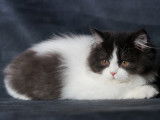 Chaton femelle British Longhair noir et blanc à vendre