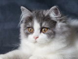 Chaton British Longhair femelle noire smoke à vendre