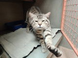 Adorable chat adulte mâle type Européen non LOOF cherche famille tranquille