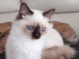 Chatons Sacré de Birmanie LOOF à vendre