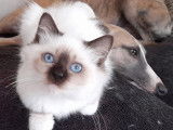Chatons Sacré de Birmanie LOOF à vendre