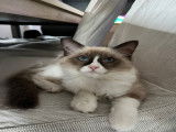 Chaton de race Ragdoll femelle à vendre