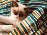 Chaton de race Ragdoll femelle à vendre