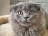 Magnifique mâle Highland Fold blue aux yeux gold pour saillie