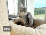 Chatons Maine Coon LOOF à vendre