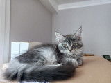Chatons Maine Coon LOOF à vendre