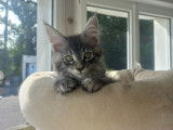 Chatons Maine Coon LOOF à vendre