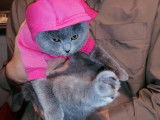 Femelle adulte British Shorthair LOOF à vendre