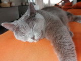 Femelle adulte British Shorthair LOOF à vendre