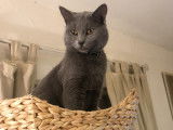 Mâle Chartreux LOOF pour saillie