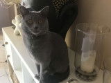 Mâle Chartreux LOOF pour saillie