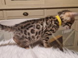 1 magnifique Bengal Brown