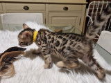 1 magnifique Bengal Brown