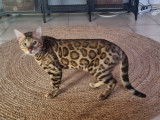 Magnifique mâle Bengal disponible pour saillie
