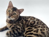 Magnifique mâle Bengal disponible pour saillie