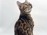 Magnifique mâle Bengal disponible pour saillie