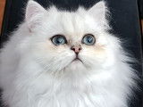 Chat persan chinchilla LOOF pour saillie