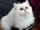 Chat persan chinchilla LOOF pour saillie