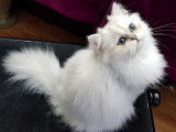Chat persan chinchilla LOOF pour saillie