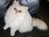 Chat persan chinchilla LOOF pour saillie
