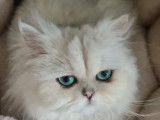 Chat persan chinchilla LOOF pour saillie