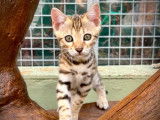 2 chatons Bengal LOOF à vendre