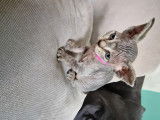 Chatons de race Sphynx &agrave; vendre (2 femelles)