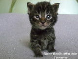 Chatons Maine Coon LOOF &agrave; vendre