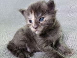 Chatons Maine Coon LOOF &agrave; vendre