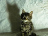 Chatons Maine Coon LOOF &agrave; vendre