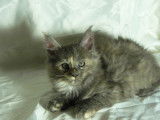 Chatons Maine Coon LOOF &agrave; vendre