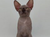 Chatons de race Sphynx à vendre (2 femelles & 1 mâle)