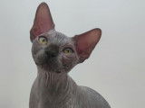 Chatons de race Sphynx à vendre (2 femelles & 1 mâle)