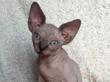 Chatons de race Sphynx à vendre (2 femelles & 1 mâle)