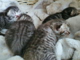 British Shorthair Black Silver Tabby disponibles à la réservation