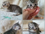 British Shorthair Black Silver Tabby disponibles à la réservation