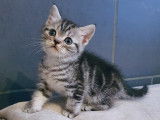 British Shorthair Black Silver Tabby disponibles à la réservation