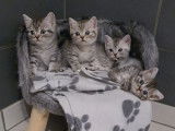 British Shorthair Black Silver Tabby disponibles à la réservation