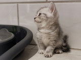 Femelles Black Silver Tabby