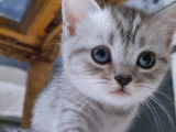 Femelles Black Silver Tabby