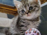 Femelles Black Silver Tabby