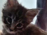 Chaton Maine Coon LOH à vendre