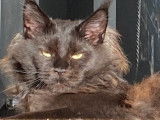 De race Maine Coon disponible pour saillie