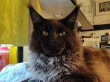 De race Maine Coon disponible pour saillie
