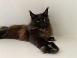 De race Maine Coon disponible pour saillie
