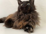 De race Maine Coon disponible pour saillie