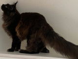 De race Maine Coon disponible pour saillie