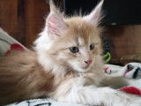 Chatons Maine Coon LOOF entiers ou stérilisés à vendre