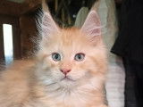 Chatons Maine Coon LOOF entiers ou stérilisés à vendre