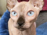 Chatons Sphynx à vendre (6 Femelles & 1 Mâle)